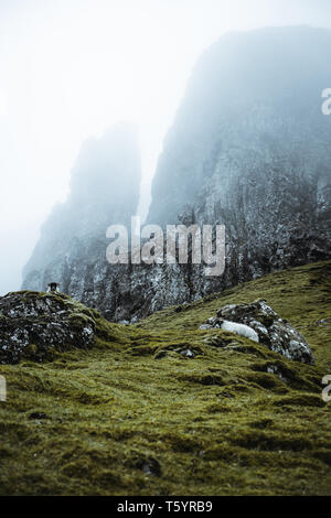 Schafe in die Weite von Schottland Stockfoto