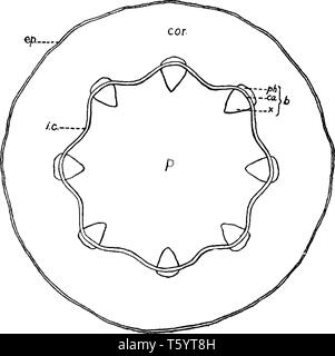 Ein Diagramm, Gewebe-Systems in den jungen Stamm von Rizinus, vintage Strichzeichnung oder Gravur Abbildung. Stock Vektor