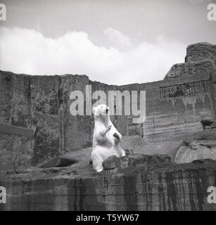 1940 s, historischen, Pappel, die stehen in seinem Bereich im Zoo von Edinburgh, Schottland, Großbritannien. Ehemals die Scottish National Zoological Park, eröffnete sie 1913 an den Hängen des Corstorphine Hill und wurde ein 'Royal' Zoo nach einem Besuch von König George VI. Mit Blick auf die Stadt wurde es eine beliebte Touristenattraktion, die zweitgrößte nach Edinburgh Castle. Stockfoto