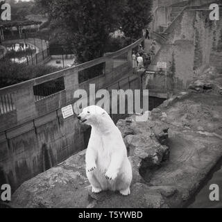 1940 s, historischen, Pappel tragen stehen hoch oben auf seinem Gebiet im Zoo von Edinburgh, Schottland, Großbritannien. Ehemals die Scottish National Zoological Park, eröffnete sie 1913 an den Hängen des Corstorphine Hill und wurde ein 'Royal' Zoo nach einem Besuch von König George VI. Mit Blick auf die Stadt wurde es eine beliebte Touristenattraktion, die zweitgrößte nach Edinburgh Castle. Stockfoto