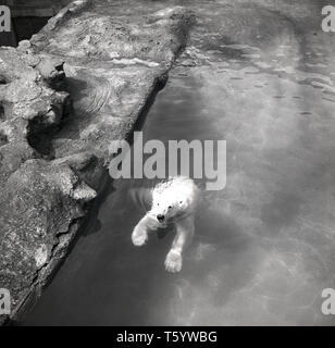 1940er Jahre, historisch, Blick von oben auf einen Pappelbären in seinem Wasserbecken im Edinburgh Zoo, Schottland, Großbritannien. Der Zoo wurde 1913 an den Hängen des Corstorphine Hill eröffnet und wurde nach einem Besuch von König George VI. Zum „königlichen“ Zoo. Mit Blick über die Stadt wurde er zu einer beliebten Touristenattraktion, heute das zweitgrößte Besucherziel nach Edinburgh Castle. Stockfoto
