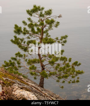 Die Einsamen Pinie hat sich von einem Felsen an der Küste im Oslo Fjord gewachsen Stockfoto