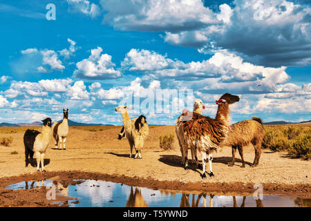 Lamas (Lama glama) Trinkwasser an einem Teich in den Anden. Im Hintergrund bewölkten Himmel. Lamas sind häuslich Südamerikanische Kameliden Stockfoto