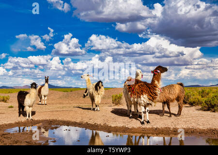 Lamas (Lama glama) Trinkwasser an einem Teich in den Anden. Im Hintergrund bewölkten Himmel. Lamas sind häuslich Südamerikanische Kameliden Stockfoto