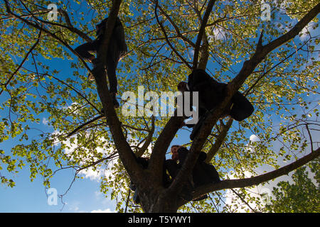 Demonstranten in einem Baum an der Abschlussfeier der Auslöschung Rebellion Demonstration am 25. April 2019 in der Speaker's Corner, Marble Arch, London Stockfoto