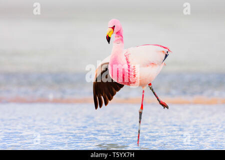 Anden Flamingo (Phoenicoparrus andinus) Stockfoto