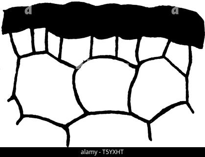 Ein Bild zeigt den Teil der Querschnitt der Avicennia Blatt, wächst auf salzigen Boden und äußeren Wand der sehr dick Epidermis, vintage Line Stock Vektor