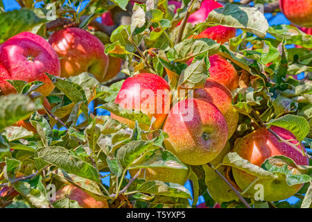 Apfelbaum im Herbst Stockfoto