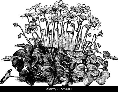 Ein Bild zeigt eine Anlage der Anemone Hepatica, die auch als gemeinsame Leberblümchen bekannt. Die Blüten der Anemone Hepatica sind meist blau und im E wachsen Stock Vektor