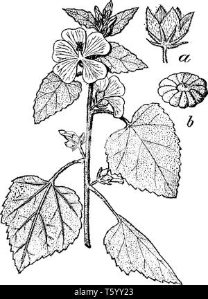 Dieses Bild ist aus Eibisch blühende Pflanze ist eine Pflanzenart in Europa, Westasien und Nordafrika. Und ein zeigt Blume aus b, Althaea Stock Vektor