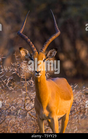 Eine einsame männliche Impala (Aepyceros melampus) mit Blick auf die Kamera bei Sonnenuntergang in Dikhololo Game Reserve, Südafrika Stockfoto