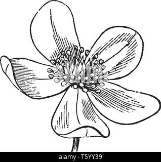 Ein Bild zeigt eine Blume von Anemone Pennsylvanica, die in Nordamerika heimisch ist, vintage Strichzeichnung oder Gravur Abbildung. Stock Vektor