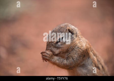 Nahaufnahme einer Afrikanischen Erdhörnchen (Xerus scuiridae) hält seine Pfote auf seine Nase in ein lustiger Post, Südafrika Stockfoto