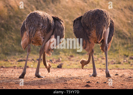 Zwei Strauße Fütterung, dargestellt von hinten, Südafrika Stockfoto