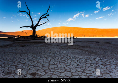 Sunlit ridge Kontraste mit schwarzer Silhouette der toten Baum und trocken, Salz Risse im Wattenmeer der saisonalen Fluss in der Wüste in Namibia Stockfoto