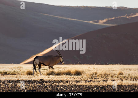 Oryx Gazellen, Antilopen, Oryx, gemsbuck, Südafrikanische Oryx Oryx gazella, weidet in der Kalahari Wüste auf trockenem Gras seine Seidentapeten lange Gerade ant Stockfoto