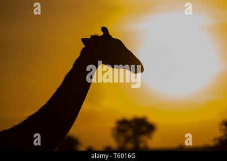 Giraffe bei Sonnenaufgang, Tansania Stockfoto