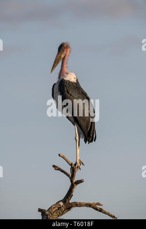 Marabu, stehend auf einem Baumstumpf, Tansania Stockfoto