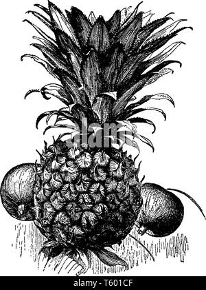 Ein Bild, Frucht von Ananas, das ist eine köstliche tropische Früchte. Eine süße, gelbe Früchte, ähnlich einer Pine Cone, vintage Strichzeichnung oder engrav Stock Vektor