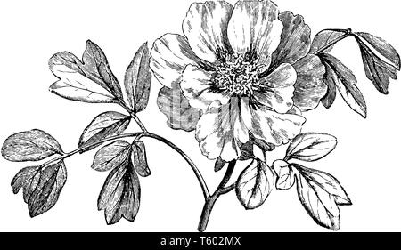 Bild enthält die Blume der Berge Pfingstrose, vintage Strichzeichnung oder Gravur Abbildung. Stock Vektor