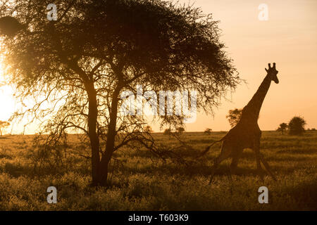 Giraffe bei Sonnenaufgang, Ndutu, Tansania Stockfoto