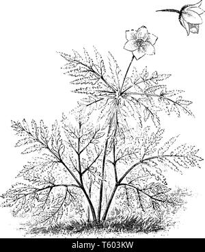 Ein Bild zeigt eine Pflanze und Blume von Anemone Alpina Sulfurea, die auch als Wind Blume Pflanze bekannt. Es hat schöne, gelbe Blumen tha Stock Vektor