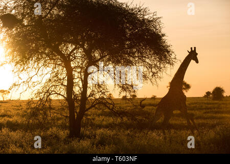 Giraffe bei Sonnenaufgang, Ndutu, Tansania Stockfoto