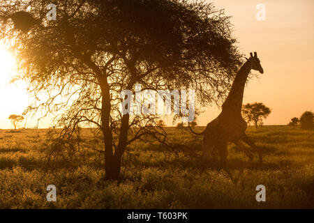 Giraffe bei Sonnenaufgang, Ndutu, Tansania Stockfoto