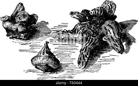 Die Blumen wachsen bis zu 1 Fuß hoch, die von den Wurzeln. Das Bild zeigt die Wurzelknollen der Anemone coronaria, vintage Strichzeichnung oder Gravur illu Stock Vektor