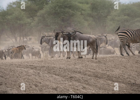 Gnus im Tarangire Nationalpark, Tansania Stockfoto