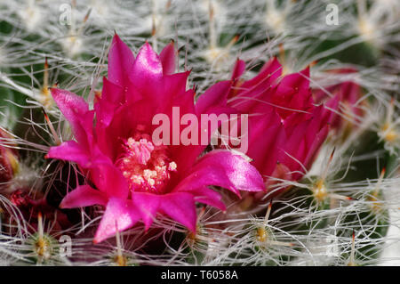 Blüten der Kakteen (Mammillaria elegans) haageana Subspezies. Stockfoto