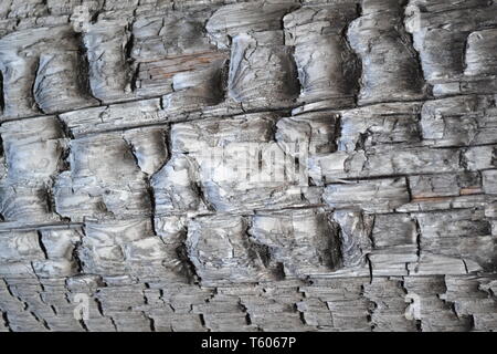 Nahaufnahme einer verbrannten Holz nach einem Waldbrand als Warnung vor der Zerstörung durch die Farbenpracht der Natur. Grau verkohlten Holz innen Anmelden als Hintergrund. Stockfoto