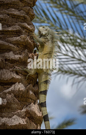 Grüner Leguan climbin eine Palme in Curacao Stockfoto