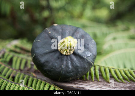 Close Up, vorne auf der Homegrown, organische Buttercup Squash sitzen auf einem hölzernen Einfassung umgeben von lebhaften grünen Farn aus Neuseeland Bush. Stockfoto