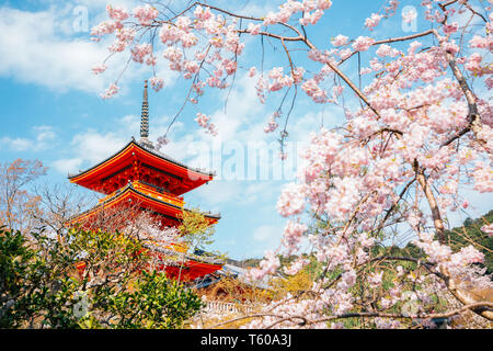 Kiyomizu-dera Tempel mit Kirschblüten im Frühling in Kyoto, Japan
