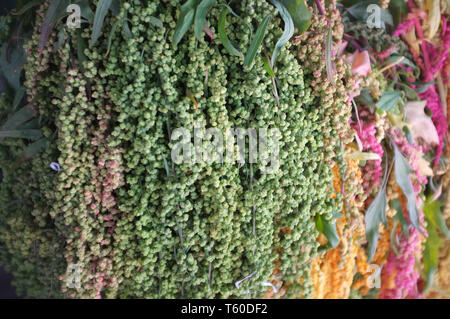 Ansatz zur amaranthus Blume in verschiedenen Farben Hintergrund Stockfoto