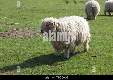 Grau konfrontiert Dartmoor Schafe Stockfoto