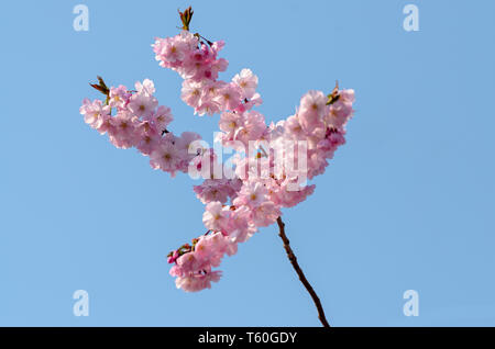 Blühende Kirschbäume ist sicherzustellen, dass die Feder unterzeichnen. Stockfoto