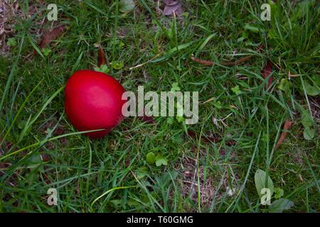 Single Red Apple liegen auf raue Gras im Herbst - Bild Stockfoto