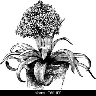 In diesem Rahmen gibt es einen Baum namens Scilla Peruanischen. Die Blätter sind groß und die Blüten sind verschwommen, vintage Strichzeichnung oder Gravur Abbildung. Stock Vektor