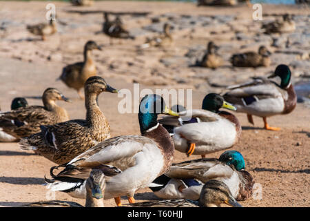 Männliche und weibliche Stockenten (Anas platyrhynchos) sitzen an einem warmen sonnigen Tag am Ufer des Severn in Upper Arley, Großbritannien. Stockfoto