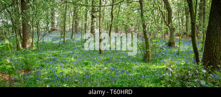 Panoramaaussicht schöne Darstellung der Frühlingsblglocken (Hyacinthoides non-scripta) in UK-Wald in dappeliertem Sonnenlicht. Natürliche Blaupausen, England. Stockfoto