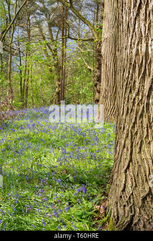 UK bluebells (Hyacinthoides non-scripta) in Wäldern, wunderschön beleuchtet, die von der Frühlingssonne. Stockfoto