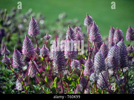 Ptilotus exaltatus Australian native lila Joey Wildblumen, Familie Amaranthaceae. Mulla Mulla von indigenen Australiern genannt. Stockfoto