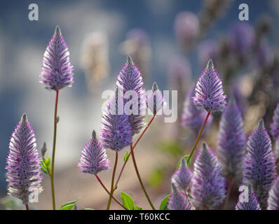 Ptilotus exaltatus Australian native lila Joey Wildblumen, Familie Amaranthaceae. Mulla Mulla von indigenen Australiern genannt. Stockfoto