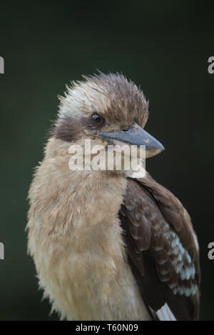 Porträt einer Laughing Kookaburra Stockfoto