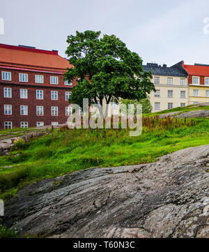 Single Tree auf massiven Fels über Helsinki Temppeliaukion Kirche in Resident in Helsinki, Finnland wachsen Stockfoto