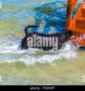 Rottweiler Hund wird für Schwimmen Stockfoto