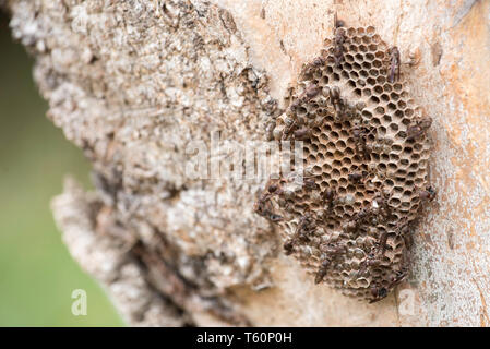 Australische Wespen (feldwespe humilis) Aufbau eines Schlamm Nest auf einem Eukalyptus (Gummi) Baum Stockfoto