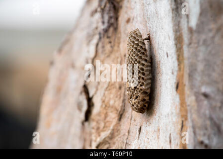 Australische Wespen (feldwespe humilis) Aufbau eines Schlamm Nest auf einem Eukalyptus (Gummi) Baum Stockfoto